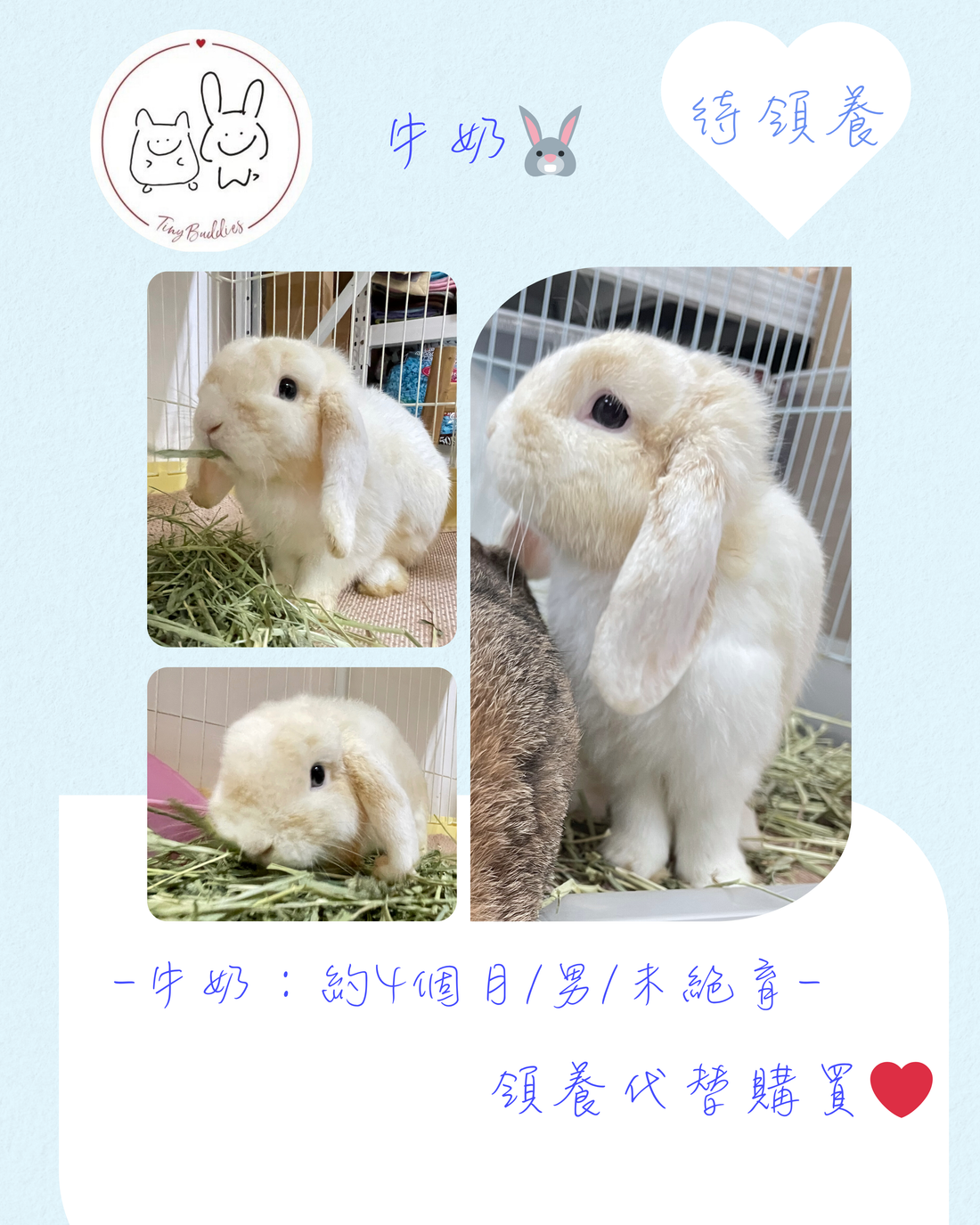 (已被領養)尋家🏠 - 牛奶🐰