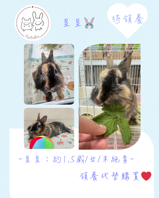 尋家🏠 - 豆豆🐰