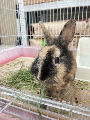 草草卷🌿罐罐券🥫 草草卷🌿罐罐券🥫