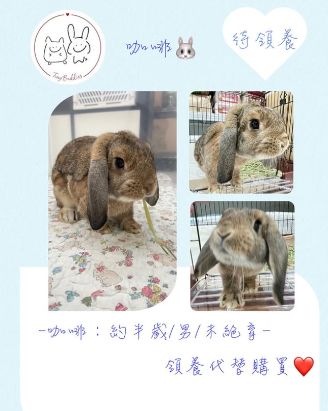 (已被領養)尋家🏠 - 咖啡🐰