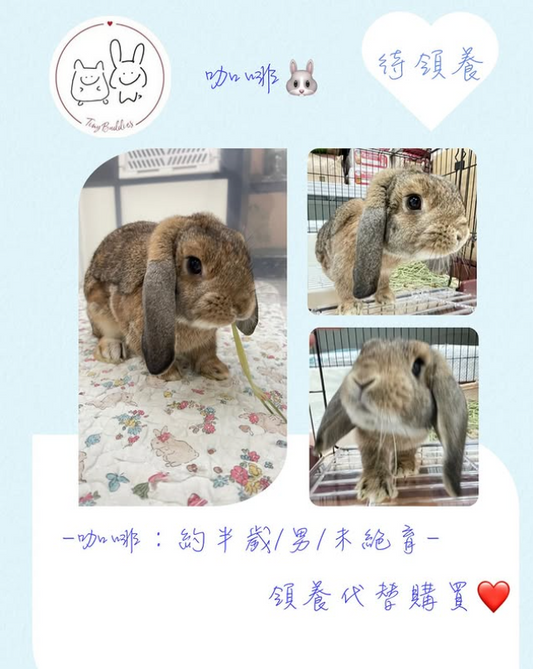 (已被領養)尋家🏠 - 咖啡🐰