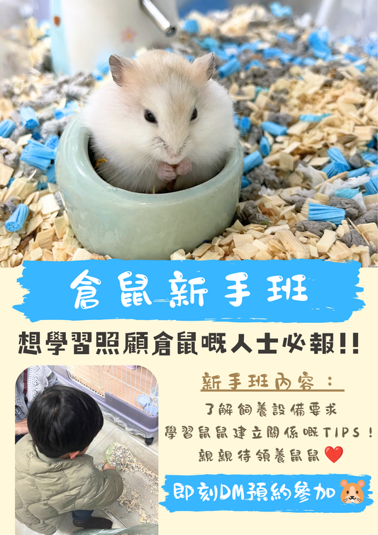 🐹倉鼠新手班🐹