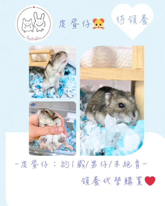 尋家🏠 - 皮蛋仔🐹