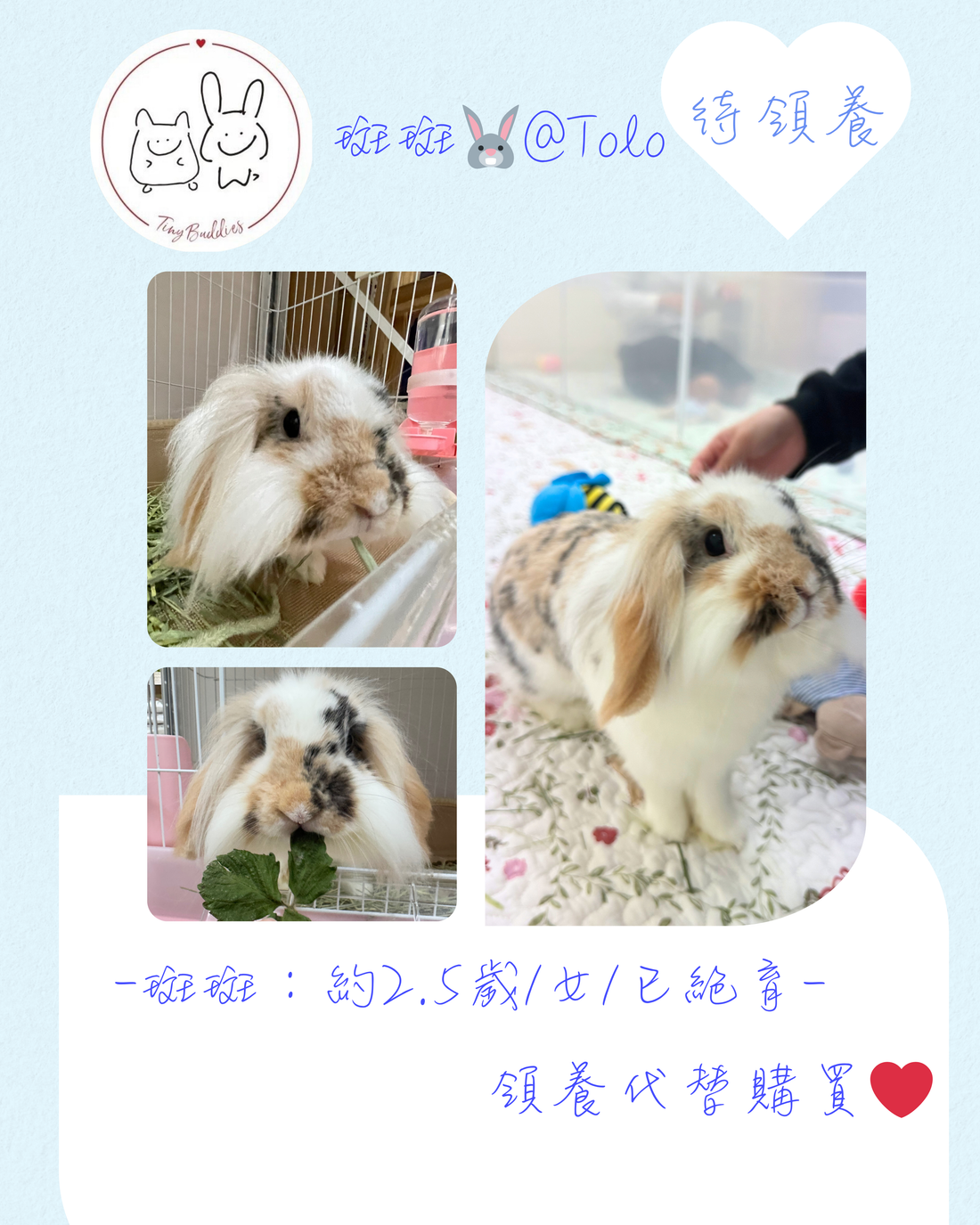 尋家🏠 - 斑斑🐰