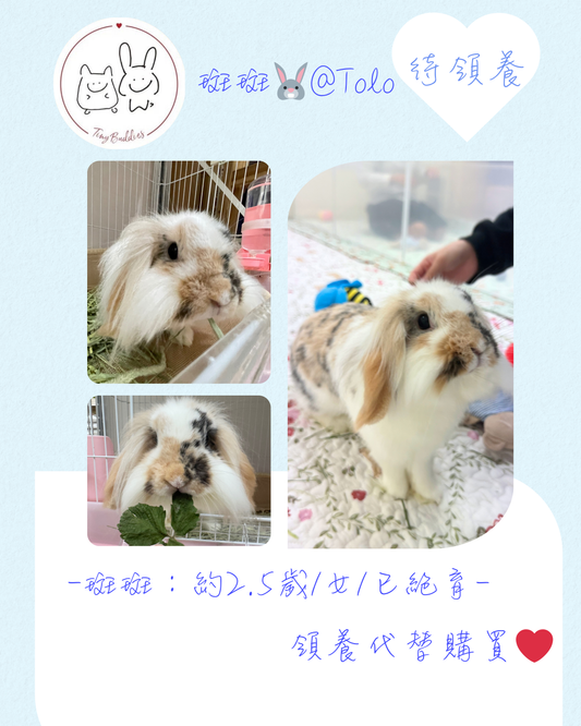 尋家🏠 - 斑斑🐰