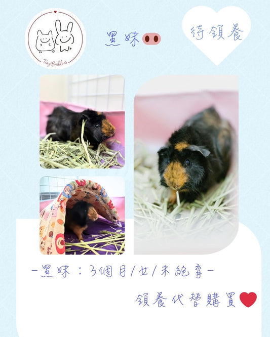 (已被領養)尋家🏠 - 黑妹🐽