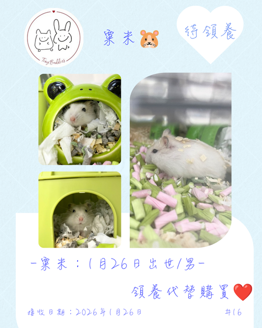 尋家🏠 - 粟米🐹