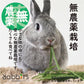 日本Rabbit’s 無農藥 純天然國產綠燕麥草70g
