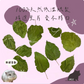 勞叔 草本之源-桑樹葉15g