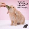 勞叔 草本之源-蒲公英15g