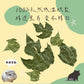 勞叔 草本之源-木瓜葉15g